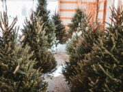 La recollida d’arbres i plantes de Nadal a Mollet del Vallès es realitzarà del 9 al 16 de gener