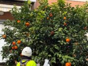 Recollida de 4.200 taronges al carrer de Santa Rosa per elaborar melmelada solidària