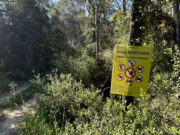 Els Mossos d’Esquadra demanen extremar la prudència al bosc durant la Setmana Santa per contenir la PPA