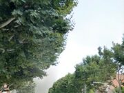 L’Ajuntament de Mollet inicia el tractament amb endoteràpia als plàtans per controlar el tigre del plàtan