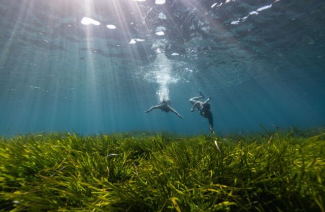 vellmari-bluewave-alliance-posidonia-1x1.jpg